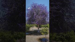 Guayacán, la competencia de la jacaranda - N+ #shorts