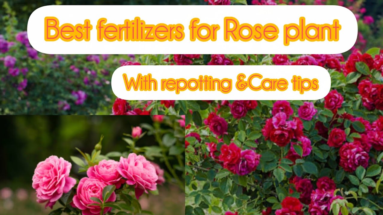How to Fertilize Rose plant to get maximum flowers with repotting and Complete care tips? 