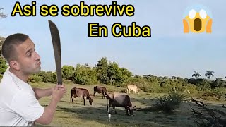 ?Así sobrevivimos los cubanos.?