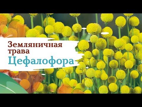 Видео: Цефалофора - ягодова билка с прекрасна миризма