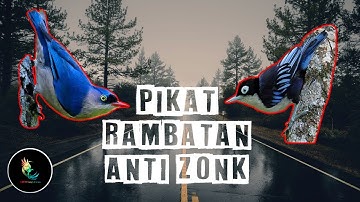 Suara Pikat Burung Rambatan Gacor, Ampuh, Anti Zonk !!!