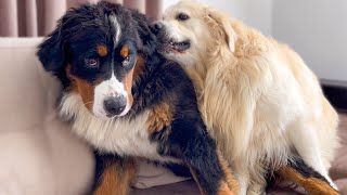 A day in the life of a Bernese Mountain Dog and a Golden Retriever [Try not to laugh]