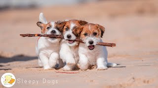 10 HOURS of Dog Calming Music For Dogs 🎵🐶 Anti Separation Anxiety Relief 💖🐶 Dog Sleep Music 🎵 by Sleepy Dogs 4,193 views 1 month ago 10 hours, 1 minute