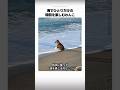 海でひとりだけの時間を楽しむわんこ