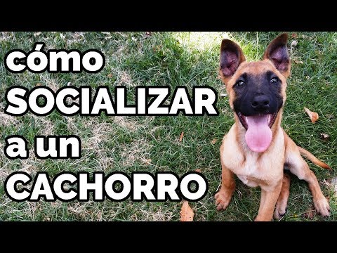 Video: Por Qué Socializar A Su Cachorro Es Lo Más Importante Que Puede Hacer Por Su Salud