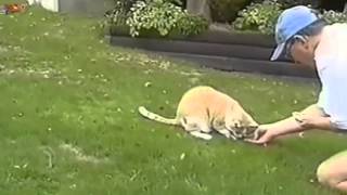 Video Divertenti Di Gatti E Cani