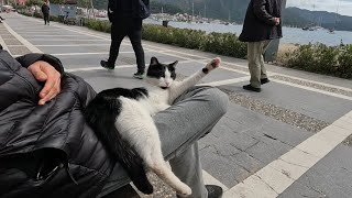 Cute cat sitting on my lap extremely relaxed at the seaside