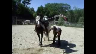 Preparing a horse to wear a flank cinch