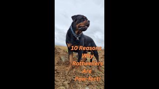 10 Reasons Why ROTTWEILERS are PAW-FECT! #dog #rottweiler #guarddogs by AdventurousNomad 2,123 views 6 months ago 4 minutes, 35 seconds