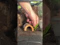 Adding Life To The Creature Habitat Kit From Zoomed! #fyp #bioactive #terrarium