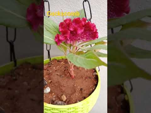 Wideo: Grzebień Celosia (42 Zdjęcia): Opis Kwiatów Przegrzebka, Zasady Sadzenia I Pielęgnacji Zarozumiałych Grzebienia Na Otwartym Polu I W Domu
