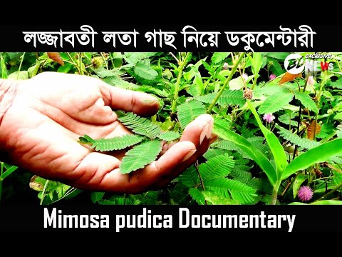 লজ্জাবতী লতা গাছের গুনাগুন ও উপকারিত | Mimosa pudica Documentary | Mimosa flower | bd exclusive news