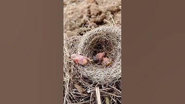 Baby bird outside the nest (P 7) #shorts #ytshortsvideo #trendingshorts #short