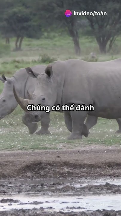 Giới thiệu về loài Tê giác - Những sự thât thú vị - YouTube