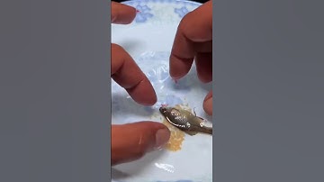 Fish Egg Hatching Process #Shorts