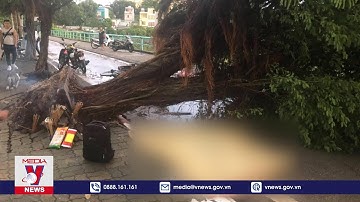 Cây Cổ Thụ 200 Năm Tuổi Ngã Đổ, Khiến 1 Người Tử Vong - VNEWS