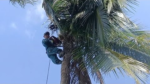 Cưa cây dừa gần nhà , Gần giếng nước . Cưa cây kỹ thuật cao