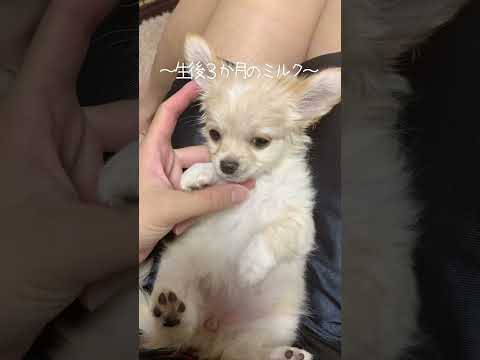 生後３ヶ月ロングコートチワワのミルクちゃんです♪ #子犬のいる生活 #パピー犬 #ロングコートチワワ