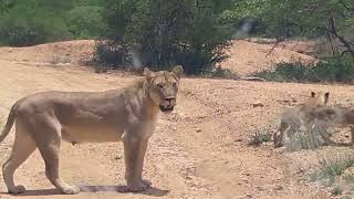 Tswalu introduces her cubs!