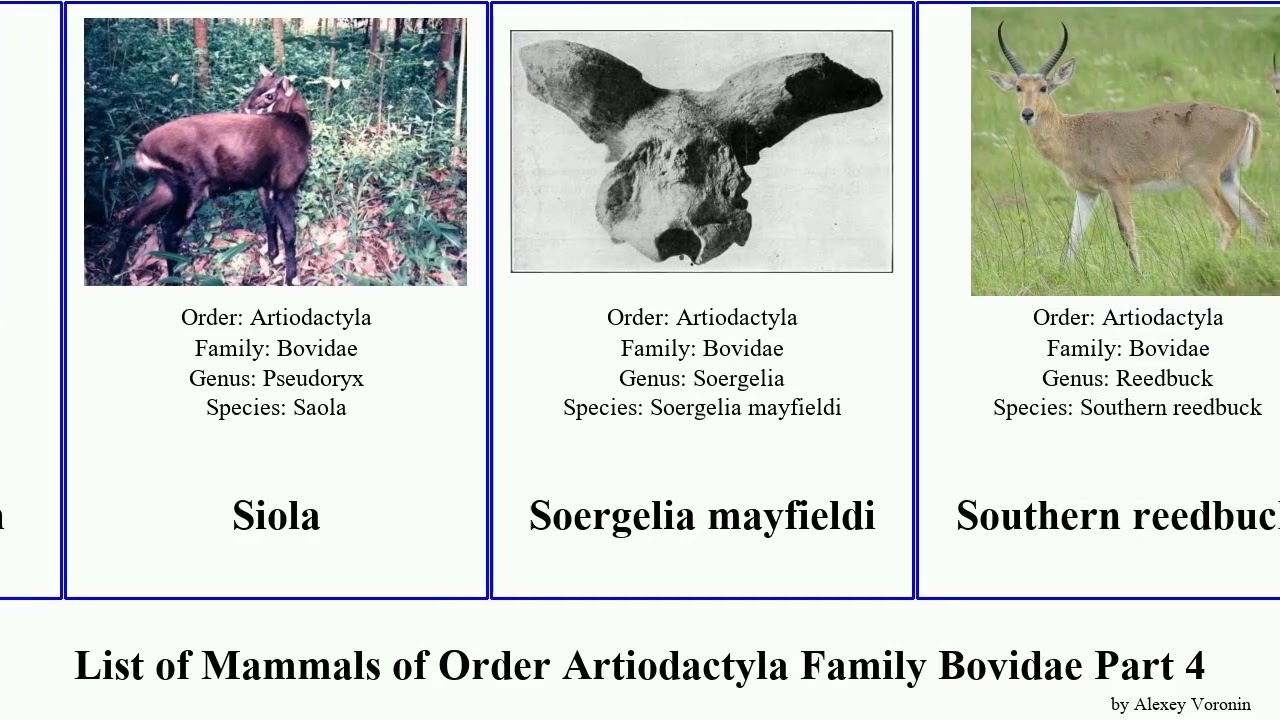 List of Mammals of Order Artiodactyla Family Bovidae Part 4 duiker gazelle saiga springbok bison
