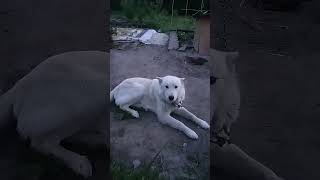 Западно-Сибирская лайка! 🐕‍🦺Белый!!!😍Весна, соловьи! 🐦🌱🌿