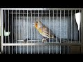 Mule goldfinch hybrid singing for training songs / mixto de Jilguero cantando Limpio (copia malaga)