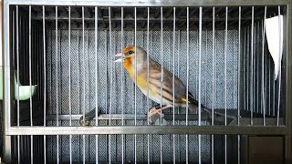 Mule goldfinch hybrid singing for training songs / mixto de Jilguero cantando Limpio (copia malaga)