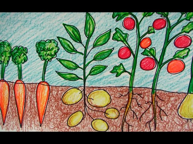 Vegetable Garden - Stock Illustration [11648051] - PIXTA