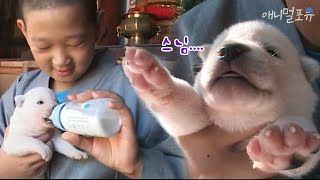 [모아보기] 새끼 강아지 + 동자승 = 최고의 힐링 조합 ♥ (마지막화까지 풀버전!) | KBS 2008년 방송
