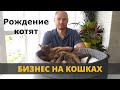 Бизнес на кошках. Разведение кошек. Питомник. Кошачий клуб. Бурма. Бурманская порода.