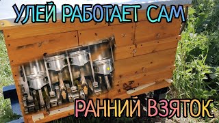 УЛЕЙ С КОТОРЫМ ЛЕГКО ВСЕМ. РАННИЙ ВЗЯТОК