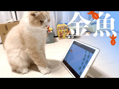 温厚な猫に金魚の動画を見せてみたら...【iPad】【スコティッシュフォールド】【scottish fold】