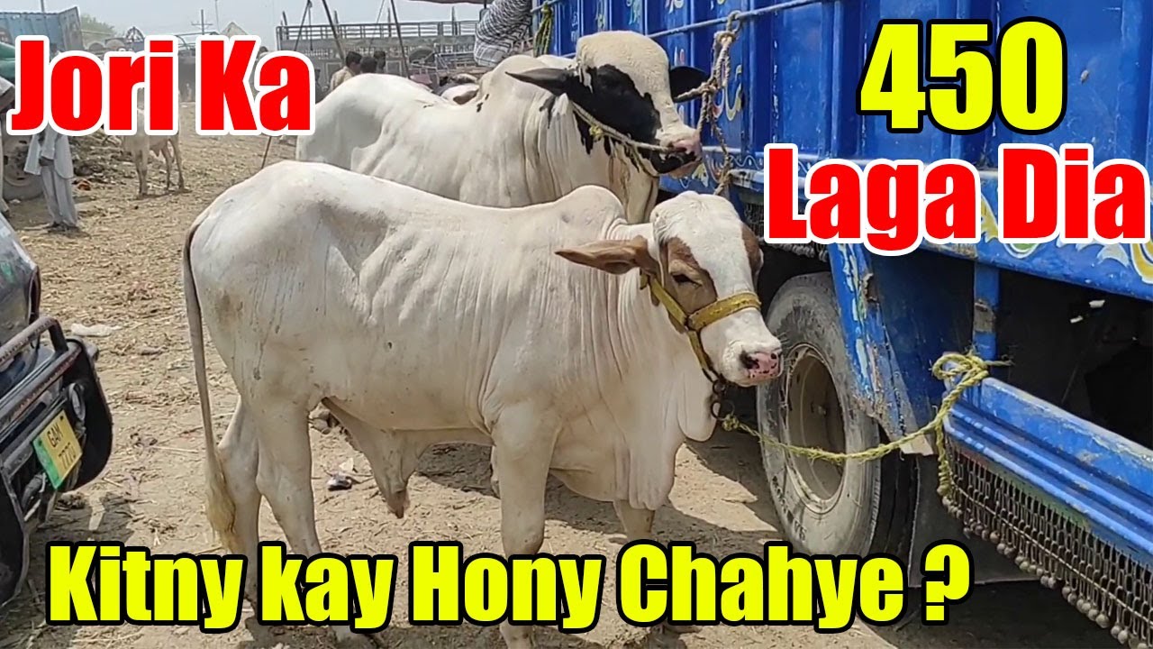 450-laga-dia-jori-ka-many-rate-sai-lagya-ya-galat-multan-cow-mandi