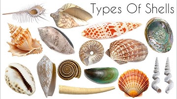 Types Of Shells | Different Types Of Shells | Shell | Shell name | Easy English Learning Process