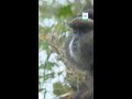 How eDNA is helping protect Rwanda’s endangered gorillas