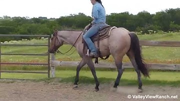 Smart Little Dun Doc    ***For info, price, etc., go to our website*** Valley View Ranch