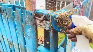 Replacing the Swarm Trap Part 1 #tuskegeehoney