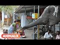 [DOCU] Les animaux et le sacré: l'Inde - Animaux