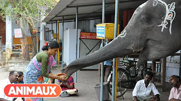 Quels sont les animaux vénéré en Inde ?