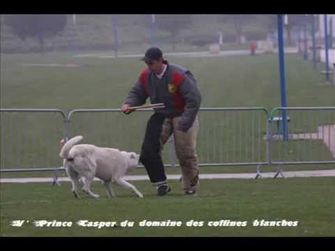 V'Prince CASPER - Berger Blanc Suisse - RING 1