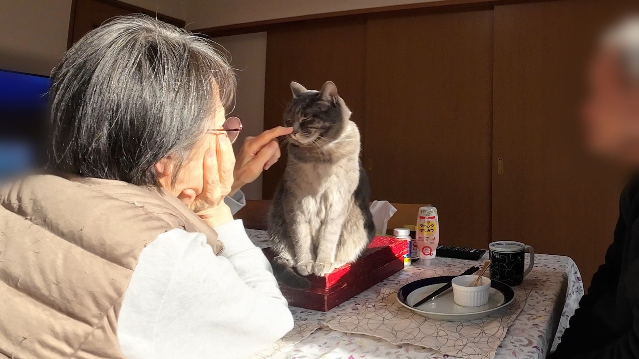 A happy day, just like always, with a clingy cat and Grandma