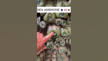 Sea Anemone Above The Water | Library .71 Giant Green Sea Anemone