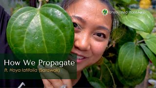 How we Propagate  ft. Hoya latifolia (Sarawak)