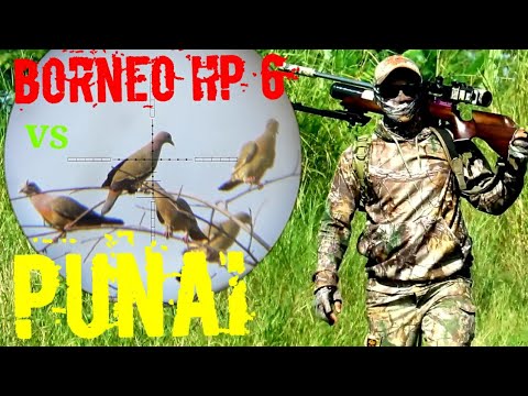 Berburu Burung Punai 