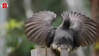 DEVALAR - BEŞİNCİ BÖLÜM - RİSALE-İ NUR KÜLLİYATI