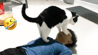 ПРИКОЛЫ С ЖИВОТНЫМИ ДО СЛЕЗ / Смешные КОТЫ 2022 / Приколы с КОТАМИ / Funny ANIMALS video