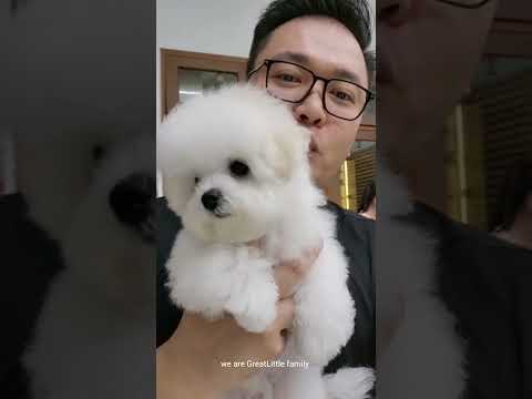 GreatLittle X GreatLittle Kimmie Toto Bob