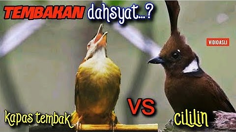 CILILIN VS KAPAS TEMBAK ||TEMBAKAN KASAR DAHSYAT  5jam