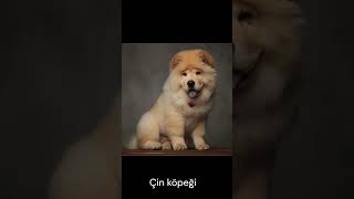 Bazı Köpekler