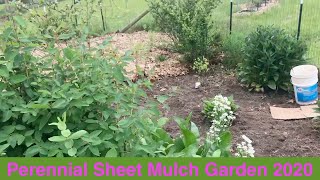 Perennial Sheet Mulch Garden 2020